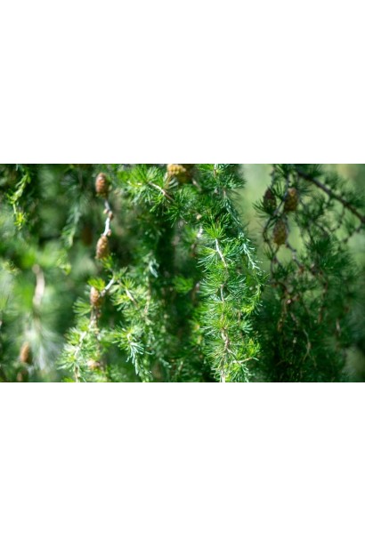 Модрина Хорстманн Рекурвед - яскраво-зелена з блакитним відтінком